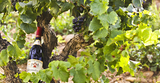 Discovering the Versatility of Rhone Blends